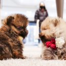 펫하임 강아지 고양이 이미지