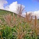 새별오름 이미지