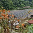 창경궁 창덕궁 경복궁 국립민속박물관 이미지