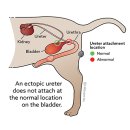 린동물병원 이미지