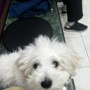 김수영 동물병원 | 새끼 강아지 5차 접종 후기쌍용동 김수영동물병원 양심적인천안동물병원