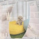 푸들사랑 | 옥천 애견분양 크림토이푸들분양 후기: 솜이는 사랑입니다