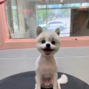 러블리펫샵 이미지