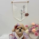 포프리티 이미지