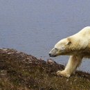 용감무쌍 이미지