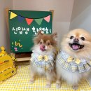 라포독