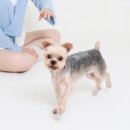 열두다올 | [열두달사진관 x 페일리 스튜디오] &#34;마곡 사진관&#34; 반려견과 함께 특별한 셀프 사진 후기