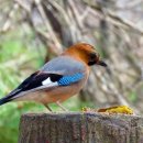 효자공원 이미지