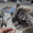 고양이무마취미용 고무미 이미지