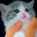 익산원펫 이미지