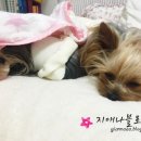 백만년만에 만난 친구들, 대전 성심당 튀김소보로