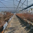 밀양농장 이미지