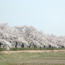 경포호수공원 벚꽃.... 이미지