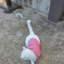 석보짬뽕