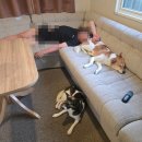 [내돈내방] 양양 하조스테이 애견동반 숙소 후기 - 하조대 해수욕장 5분 감성 카라반 | 중형견 진도믹스