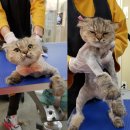 프리티 도그&캣 이미지