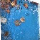 청정명품횟집 이미지