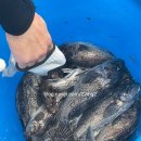 바다낚시여행;지니빈 | 추천 선유도 낚시 후기 군산 바다 여행 코스로 좋아요 군산 선유도 가볼만한곳 바다 보며 낚시한 여행 후기