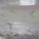 부화목장 이미지