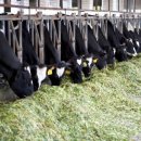 은상목장 이미지