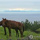 제주테우문화 이미지