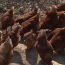 횡성토종닭 이미지