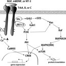 Re: 신경성장인자(nerve growth factor, BDNF) 자극 한약재 탐구 이미지