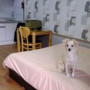 낮은굴뚝 애견펜션 이미지