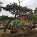 소나무가든민박 이미지