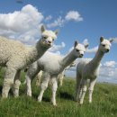 알파카(ALPACA)