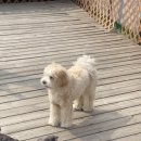 멍글멍글 강아지유치원 이미지