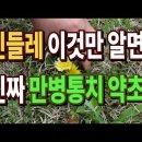 민들레효능 이것만 알면 진짜 만병통치 약초 이미지