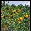 향긋농장 이미지