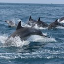 돌고래카 이미지