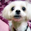 신기시장 사거리 이미지