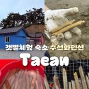 태안펜션 추천, 수선화펜션에서 직접 체험한 갯벌체험 생생 후기
