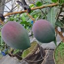 개성농장 2 이미지