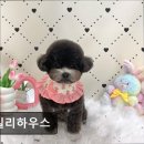 펫밀리하우스 네이버블로그