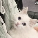 라온캣 대구고양이분양 낭만펫 강아지분양 대구점 이미지