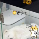 버디독 강아지분양 안심분양센터 김포점 이미지