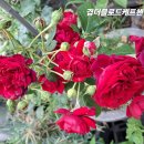 로드헨