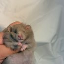 선셋 햄스터리 이미지