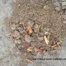 장동초등학교병설유치원 이미지