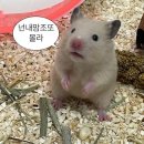 뽀삐뽀삐뽀뽀삐뽀