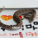 배암들 Daum카페