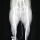 이스턴동물병원 이미지