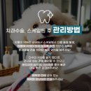 같은마음 동물병원 | 생일 첫 스케일링 365마음동물병원 진행한 후기, 스케일링 비용