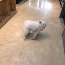 사라 양한방 동물병원 | 전주 반려견 귀가려움증 치료받기!! 사라 양한방 동물병원