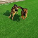 휴먼앤독 이미지