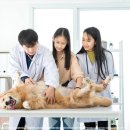 라파엘동물병원 이미지